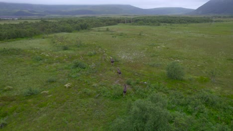 Flying-over-three-Moose-bull-in-a-open-landscape-in-Northern-Scandinavia