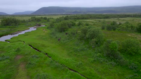 Aerial-forwarding-shot-of-three-bull-moose-walking-between-trees-along-a-river