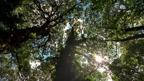 the-tops-of-the-oak-trees-from-below-with-the-sky-and-the-sun-between-their-leaves-on-a-summer-day-in-the-humid-and-sheltered-northern-forest-with-moss,-shot-from-the-bottom-up,-Ordes,-Galicia,-Spain