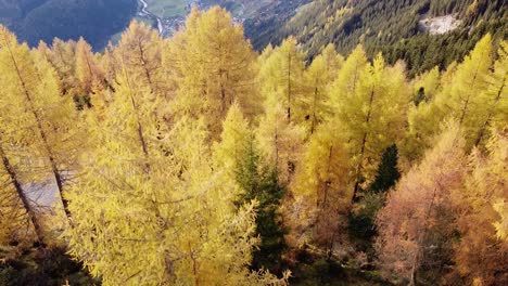 Wunderschöne-Filmische-Luftaufnahmen-Von-Orangefarbenen-Herbstbäumen-Auf-Einer-Wiese