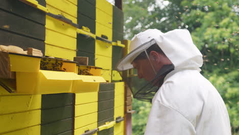 Imker,-Umgeben-Von-Einem-Bienenschwarm,-Kontrolliert-Den-Bienenstock,-Handaufnahme