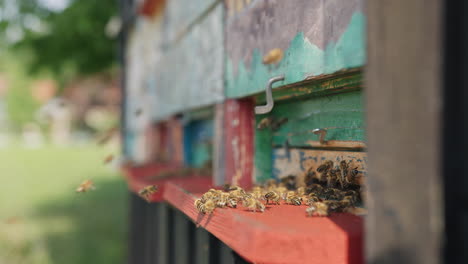 Honey-bees-entering-wooden-beehives,-placed-in-the-garden,-close-up-shot