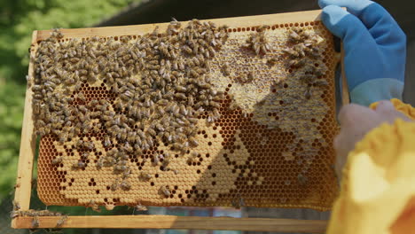 Beekeeper-hands-holding-a-hive-frame-with-a-honeycomb,-close-up-shot