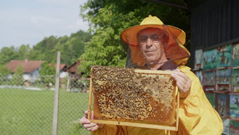Hobby-beekeeper-holding-a-honey-frame-with-brood-and-honeycomb,-portrait