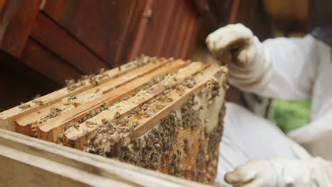 Apiarist-taking-the-hive-frames-from-a-beehive-box,-close-up-shot