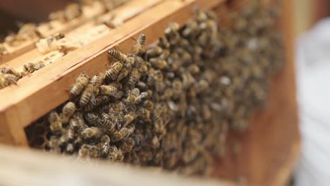 Cluster-of-worker-honeybees-on-a-wooden-hive-frame,-macro-shot