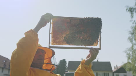 Beekeeper-inspecting-bee-hive-frame,-colony-health,-and-size,-low-angle-shot