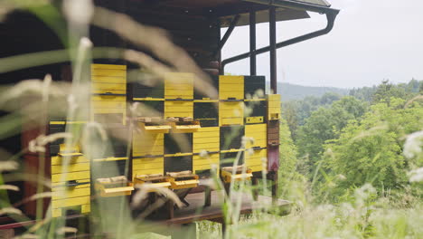 Apiary-near-the-wood,-beehive-boxes-with-flying-bees,-handheld-shot