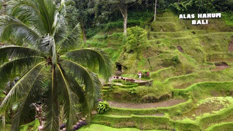 Tourist-Woman-in-Alas-Harum-taking-vacation-selfie-at-Gorilla-Face-photo-spot-amid-rice-Terraces-in-Bali