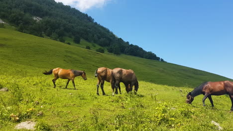 Horses-in-Idyllic-Green-Mountain-Landscape-of-Central-Asia-on-Sunny-Summer-Day