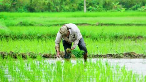 Bauer-Pflanzt-Reissetzlinge-über-Reisfeldern