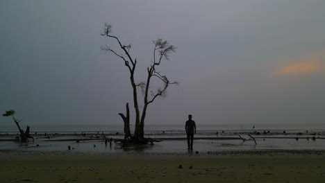Silhouette-Eines-Mannes,-Der-Bei-Sonnenuntergang-An-Der-Küste-Mit-Isoliertem-Mangrovenbaum-Spaziert