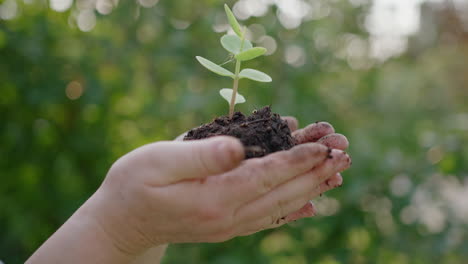Side-close-up-of-hands-holding-up-soil-with-single-green-plant-in-it