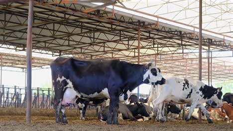 Kühe-Und-Kälber-Im-Bauernhof