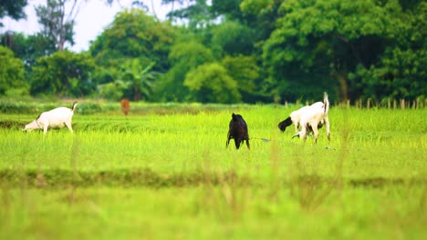 Black-Bengal-goats-grazing-at-field-in-Bangladesh,-solid-black,-cream-and-black-with-Dutch-belt-Spotting