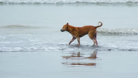 Ein-Einheimischer-Streunender-Hund-Spielt-Gerne-In-Der-Brandung-An-Einem-Strand-In-Südostasien