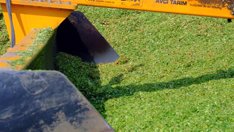 Corn-silage-is-made-with-a-tractor-close-up