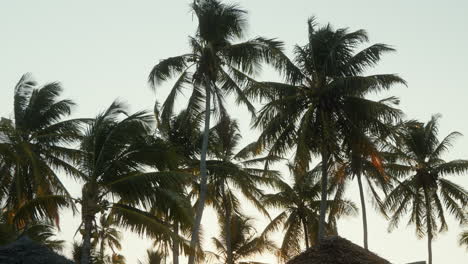 Tall-palms-bask-in-the-light-of-the-sunset