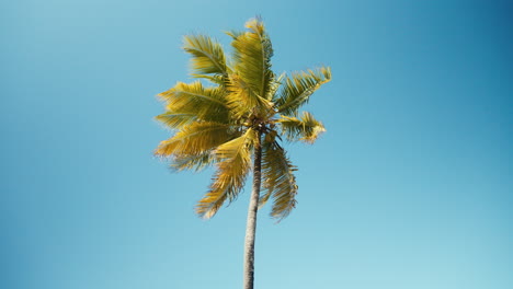 Eine-Einzelne-Hohe-Grüne-Palme-Vor-Einem-Perfekt-Blauen-Himmel-Während-Des-Tages