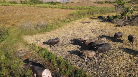 Herd-Of-Buffaloes-Isolated-On-Rural-Farmland