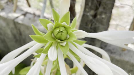 Aufnahme-Einer-Weißen-Blütenblattblume-Mit-Insekten-Und-Einem-Alten-Rostigen-Hinterhofzaun