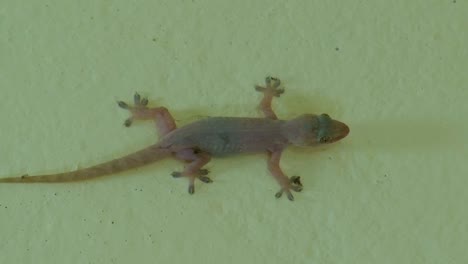 Lagarto---Gecko-Doméstico-Común-Aferrado-A-La-Superficie