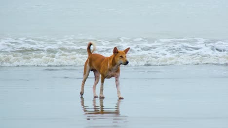 Brauner-Domestizierter-Hund,-Der-Mit-Reflexion-Am-Meeresufer-Spaziert