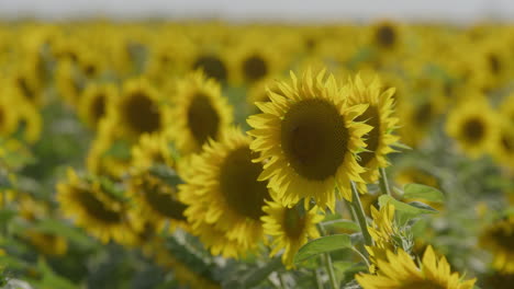 A-vast-sunflower-field-in-summer