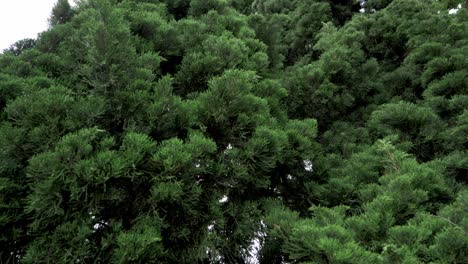 Pine-trees-growing-close-to-each-other-making-this-ensemble-of-thick-foliage-zoomed-out-revealing-movement-caused-by-a-strong-wind