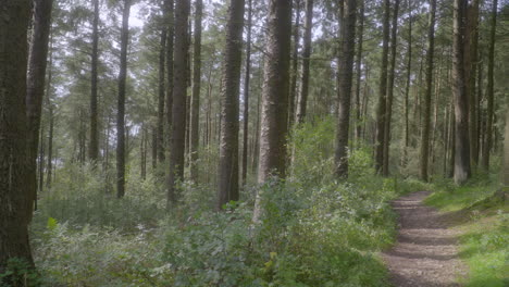 Deserted-forest-pathway-lined-by-tall-pine-trees-with-slow-pan-revealing-full-path-on-summer-day