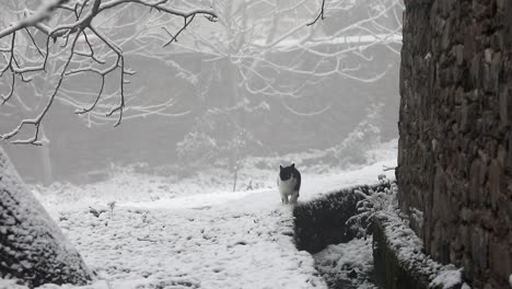 Eine-Katze-Im-Schnee-In-Birgi