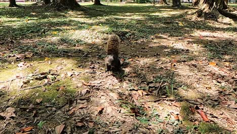 Squirrel-in-forest-is-running-towards-camera-closely-in-slow-motion-and-hit-itself-with-wood-stick