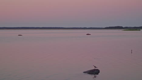 Scenic-pink-sunset-afterglow-over-a-tranquil-nature-reserve,-featuring-seabirds-perched-gracefully-on-coastal-stones-amid-the-gentle,-pink-evening-hues