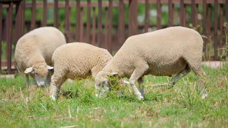 Herde-Ile-de-France-Schafe,-Die-Draußen-Auf-Einem-Bauernhof-Gras-Weiden-Lassen