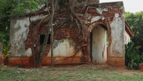 Schwenk-Eines-Baumes,-Der-Auf-Einem-Alten,-Verlassenen,-Zerstörten-Haus-In-Paraguay-Gewachsen-Ist