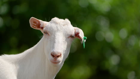 Saanen-Goat-Female-Head-Close-up-With-Green-Marking-in-Eye-at-Farmland-Against-Leafy-Tree-Blurred-Background