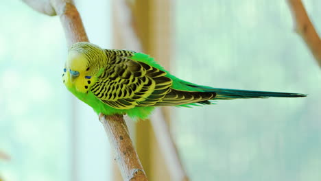 Budgerigar--or-Common-Parakeet,-Shell-Parakeet-or-Budgie