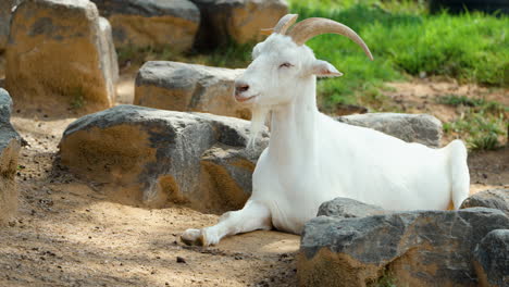 Male-Saanen-Goat-Lying-in-Shadow-Relaxing-by-Stones-in-Pasture-in-England-Farm