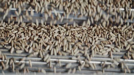 Close-up-of-cascading-grain-in-a-state-of-the-art-grain-mill-facility