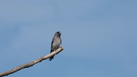 Perched-on-a-branch-extended-out-in-the-open-as-it-looks-around-facing-the-camera,-Ashy-Woodswallow-Artamus-fuscus,-Thailand