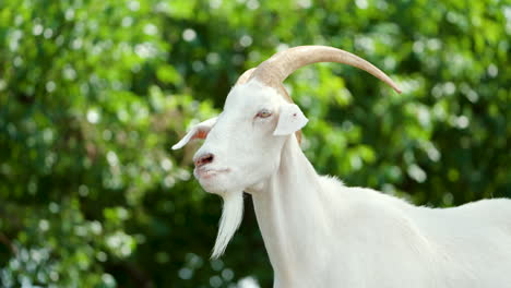 Male-Saanen-Goat-Swiss-Breed-Head-Close-up-Against-Leafy-Tree-in-Summer-Farm