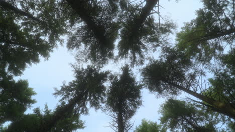 Pine-treetops-swaying-in-the-wind,-view-upwards-with-slow-circular-pan