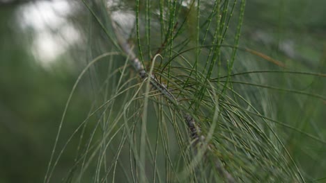Closeup-of-leaf-pine-tree