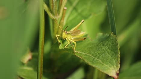 Small-Grasshopper-sitting-On-The-Green-Leaf-Of-a-Plant