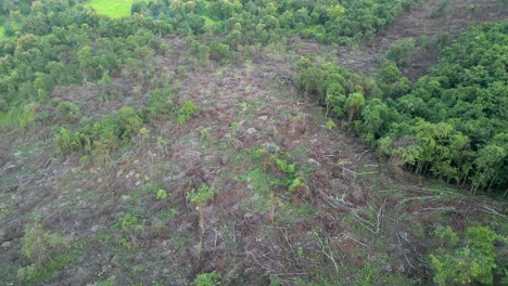 Se-Han-Talado-Muchos-árboles-En-El-Bosque.-Disparo-Con-Drones-En-Malvan.