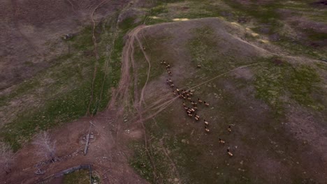 Large-Herd-of-Elk-Migrating-and-Grazing