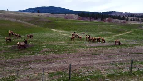 Large-Herd-of-Elk-Migrating-and-Grazing-in-an-open-field