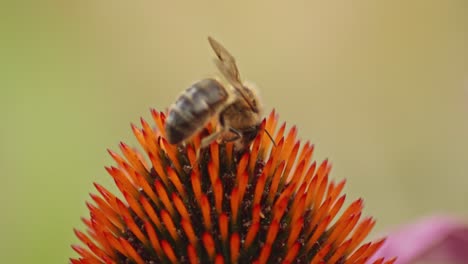 Honeybee-on-a-flower,-collecting-nectar---Macro