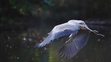 Grey-Heron-Bird-Ascends-From-Shallow-Pond-and-Flying-Over-Lake-Water-in-Slow-Motion---Tracking
