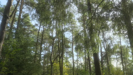 Englische-Waldbäume-Mit-Langsamer-Schwenkung-Nach-Unten-Zeigen-Bäume,-Die-Sich-An-Sommertagen-Im-Wind-Wiegen